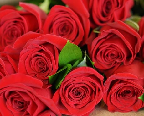 Shop Rose Collection