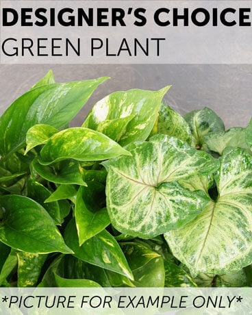 Designer's Choice - Green Plant